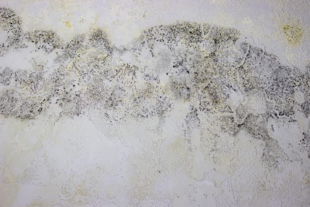 Ein Bild von Schimmel an einer Wand